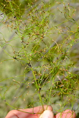 Restio gaudichaudianus