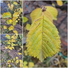 (c) Urgamal Magsar, some rights reserved (CC BY) Ulmus davidiana, photograph (c) Urgamal Magsar, some rights reserved (CC BY)