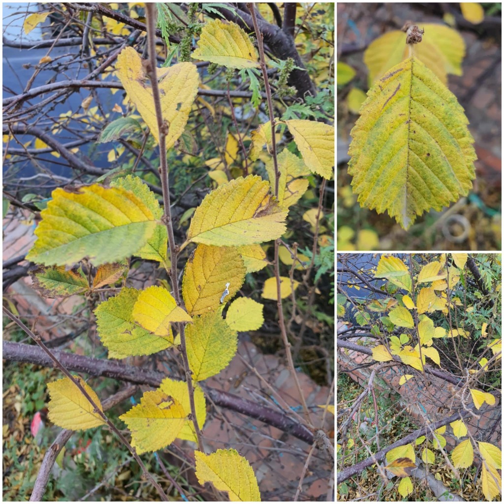Ulmus davidiana; photograph (c) Urgamal Magsar, some rights reserved (CC BY)