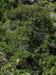 Podocarpus elongatus