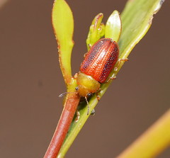 Calomela satelles