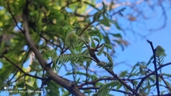 Machaerium hirtum, photograph Thomaz Ricardo Favreto Sinani, CC BY, iNaturalist via GBIF
