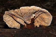 Cymatoderma