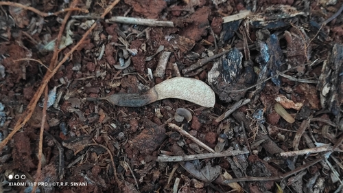 Machaerium hirtum, photograph 3