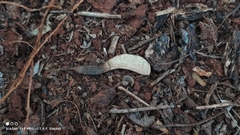 Machaerium hirtum, photograph Thomaz Ricardo Favreto Sinani, CC BY, iNaturalist via GBIF
