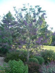 Jacaranda puberula