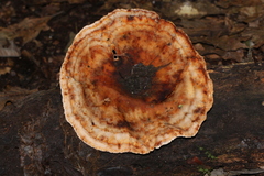 Cymatoderma