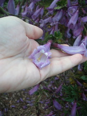 Jacaranda puberula
