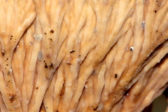 Cymatoderma