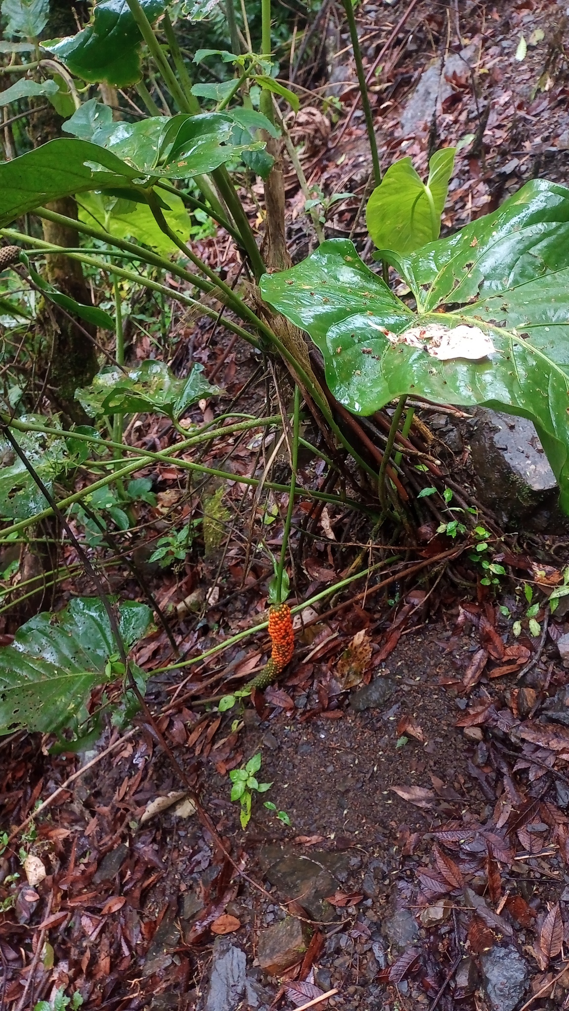 Anthurium ranchoanum 3