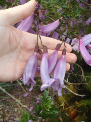 Jacaranda puberula