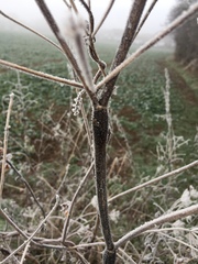 Chaerophyllum temulum