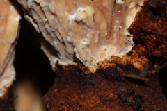 Cymatoderma