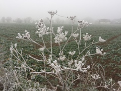 Chaerophyllum temulum