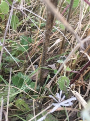 Chaerophyllum temulum