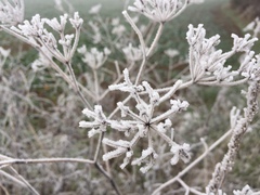 Chaerophyllum temulum