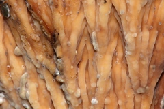 Cymatoderma