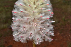 Ptilotus nobilis
