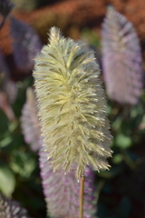 Ptilotus nobilis