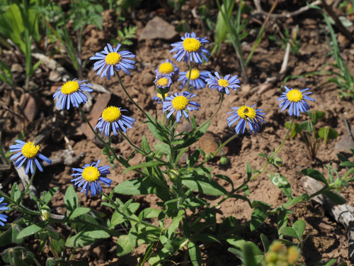 Felicia amoena (Sch.Bip.) Levyns
