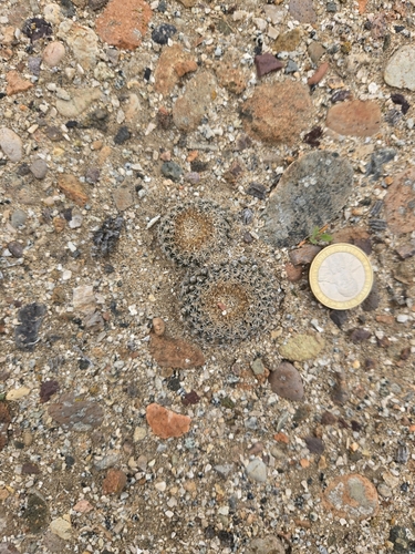 Eriosyce odieri