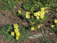 Oxalis compressa