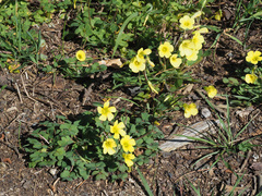 Oxalis compressa