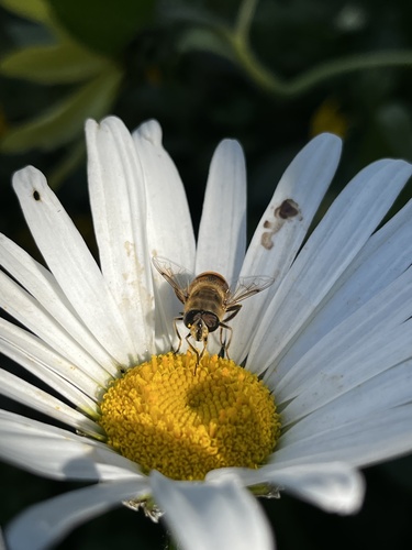 Unknown species found near NE Halsey St, Portland, OR, US