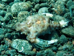 Eurypegasus draconis