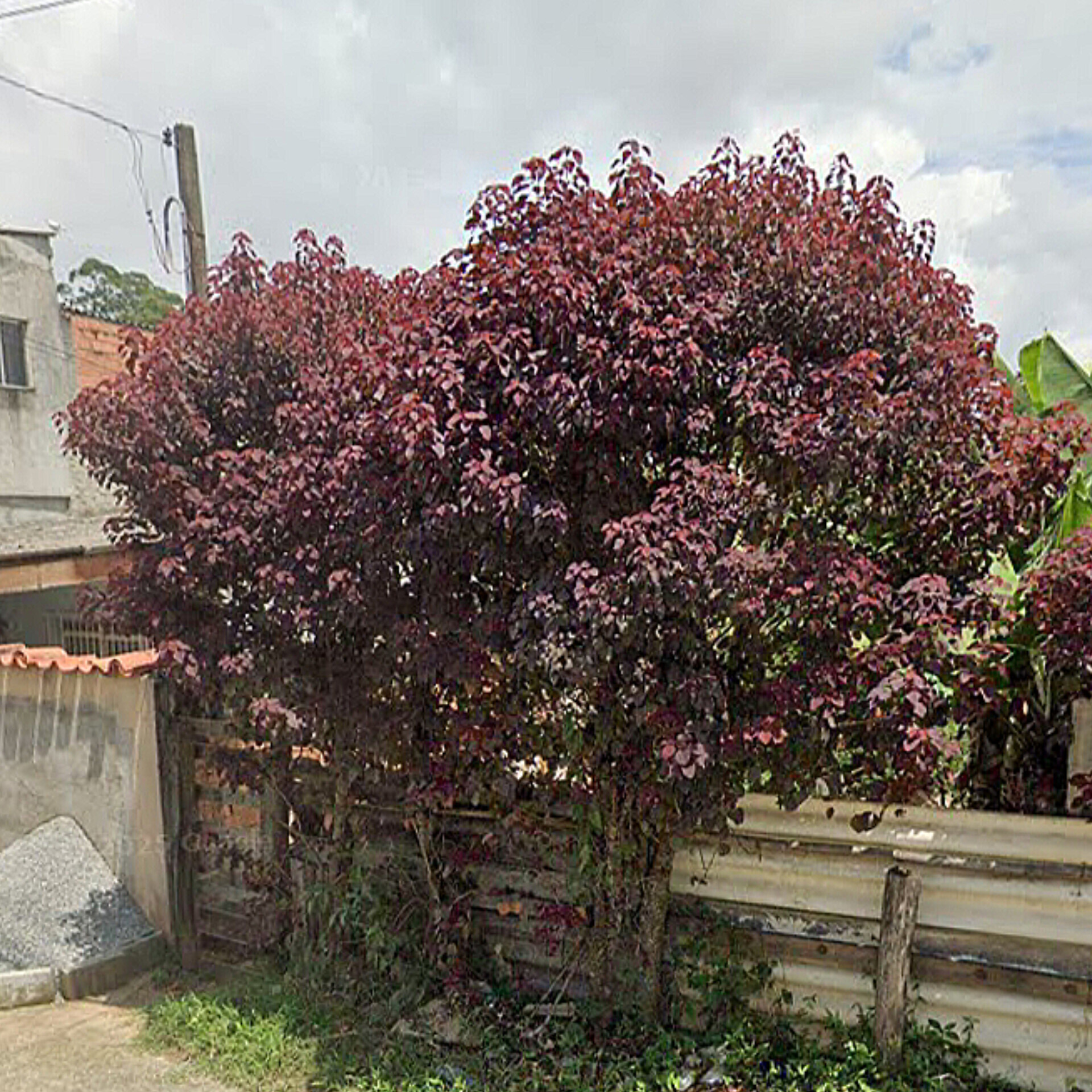 Euphorbia cotinifolia