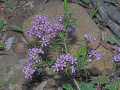 Agathosma serpyllacea