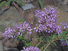 Agathosma serpyllacea