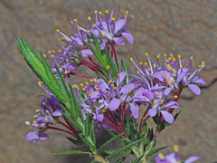 Agathosma serpyllacea
