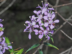 Agathosma serpyllacea