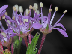 Agathosma serpyllacea