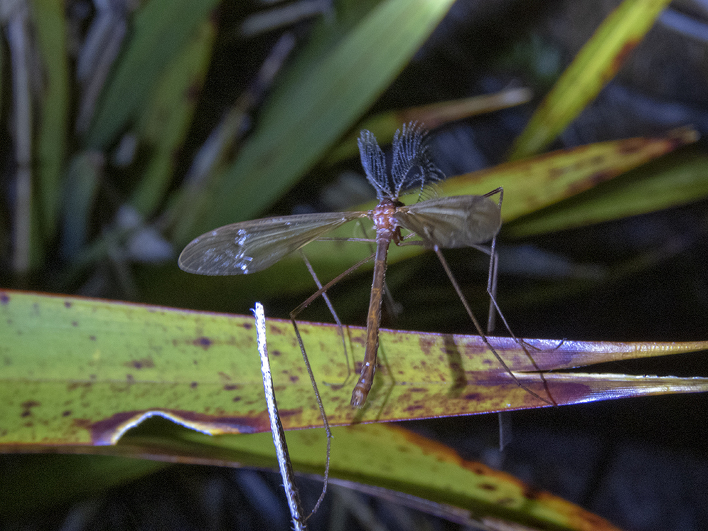 Cerozodia