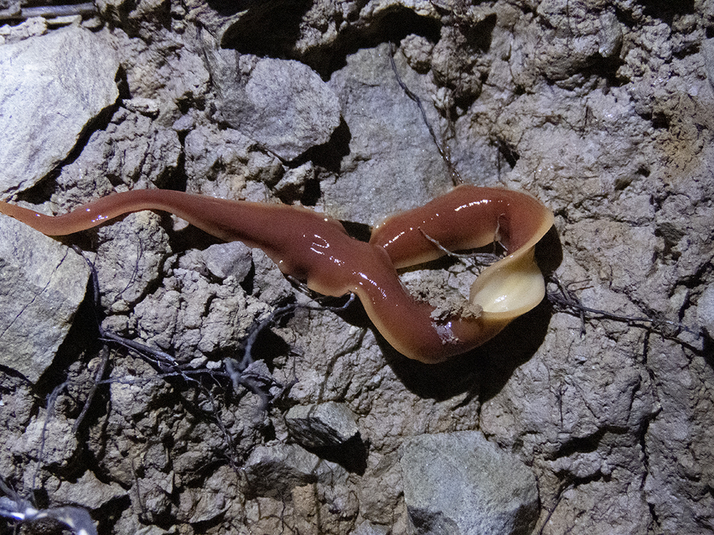Arthurdendyus australis