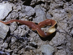 Arthurdendyus australis