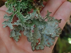 Pseudocyphellaria granulata