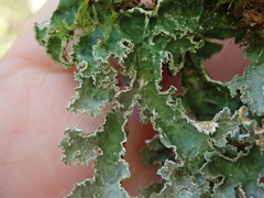 Pseudocyphellaria granulata