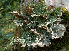 Pseudocyphellaria granulata