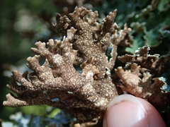 Pseudocyphellaria granulata