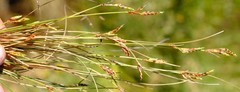 Ficinia angustifolia
