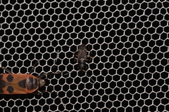 Aristaenetus similis