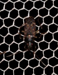 Aristaenetus similis