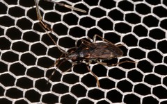 Aristaenetus similis