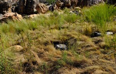 Ficinia angustifolia