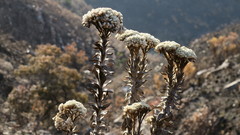 Syncarpha milleflora