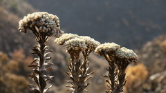 Syncarpha milleflora