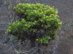Lecocarpus pinnatifidus